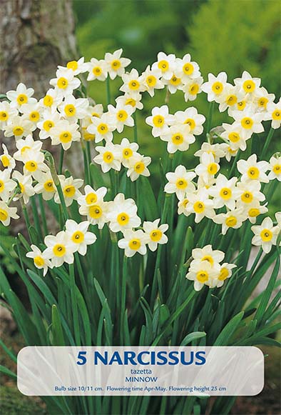 Narcissus Minnow 5-pakning